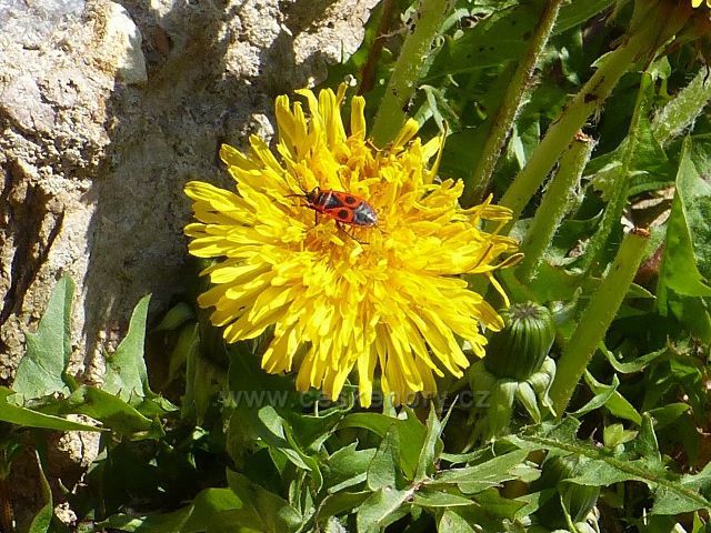 Česká Rybná - Prajsko, rauměnice pospolná hoduje na pampelišce