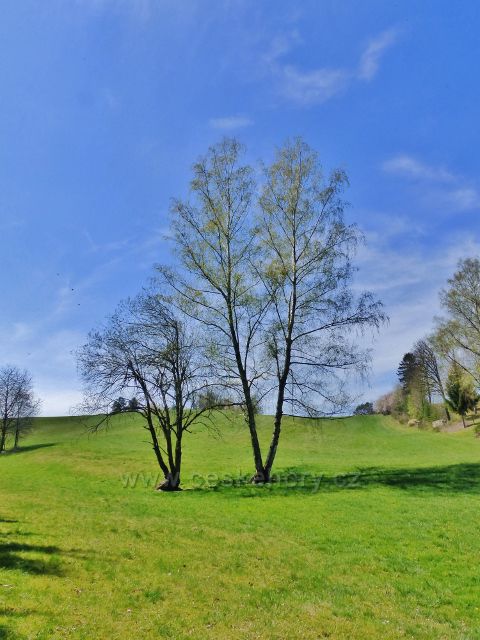 Česká Rybná - olše v "Mokré louce"