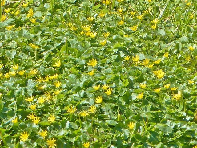 Česká Rybná - porost orseje jarního na "Mokré louce"