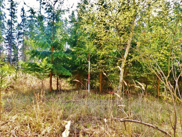 Česká Rybná - vrchol Přímu 523 m.n.m.