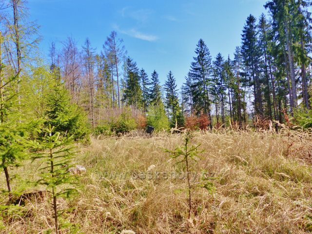 Česká Rybná - vrcholová partie Přímu