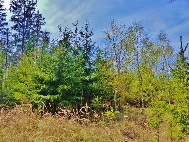 Česká Rybná - vrcholová  partie Přímu