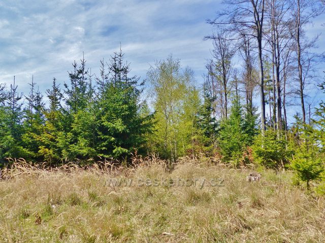 Česká Rybná - vrcholová partie Přímu