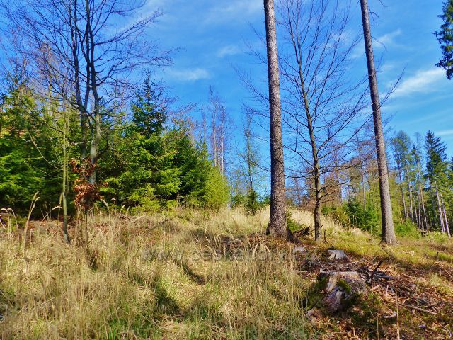 Česká Rybná - úbočí vrchu Přím