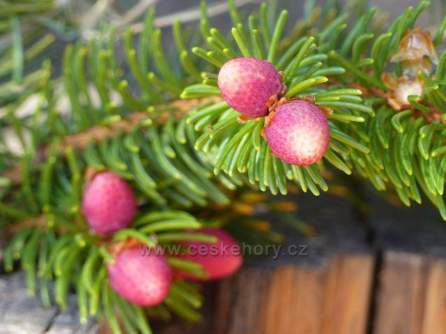 Česká Rybná - samičí květy smrku na vrchu Přím
