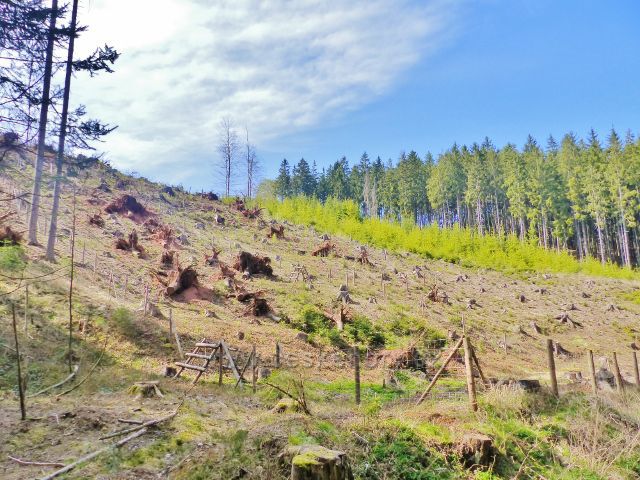 Dlouhoňovice - paseka na úpatí vrchu Přím nad Horeckým potokem
