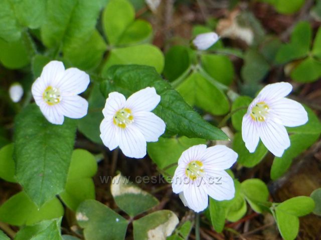Dlouhoňovice - šťavel na břehu Horeckého potoka