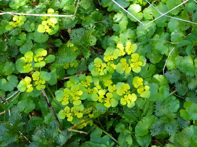 Dlouhoňovice - mokrýš na břehu Horeckého potoka