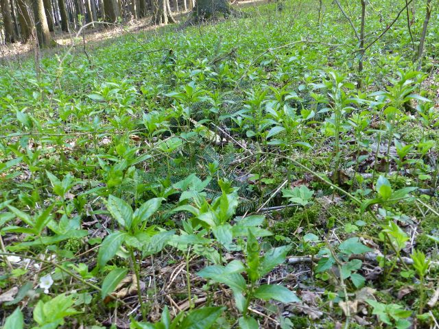 Bohousová - porost bažanky roční na úpatí vrchu Přím