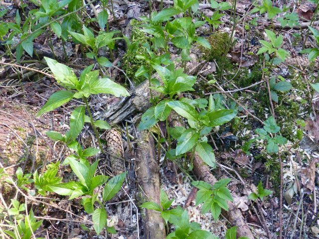 Bohousová - bažanka roční na úpatí Přímu