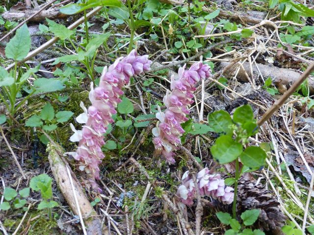 Bohousová - parazitický podbílek šupinatý pod cestou na úpatí Přímu