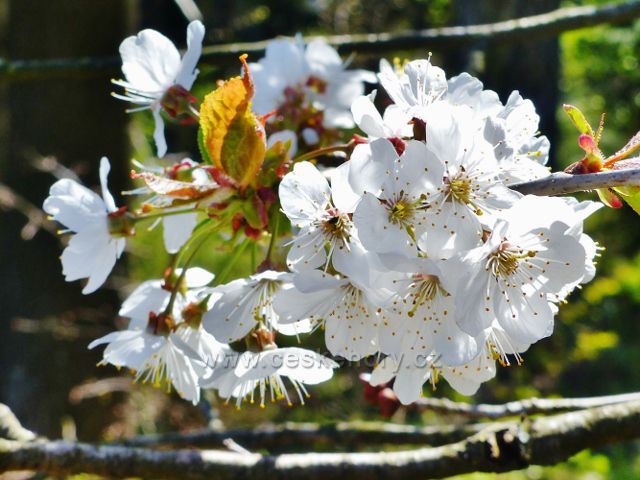 Žamberk - kvetoucí  ptáčnice u cesty do Líšnice v zámeckém parku