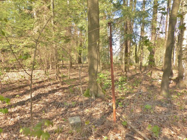 Žamberk - vrchol Velkého hájku 484 m.n.m.