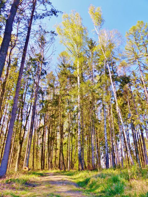 Žamberk -  vrcholovou partii Velkého hájku vede lesní cesta