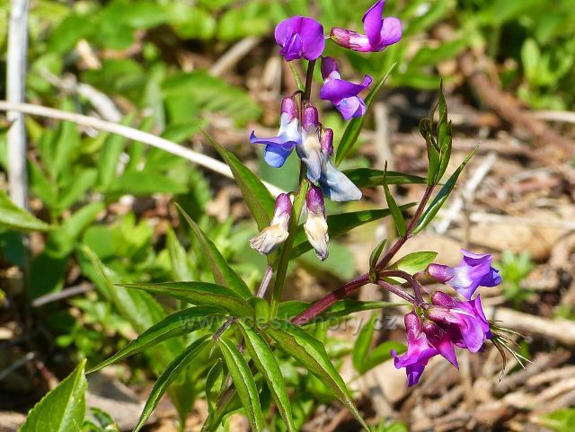 Žamberk - kvetoucí hrachor jarní ve Velkém hájku