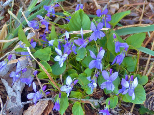 Žamberk - fialky na okraji Velkého hájku