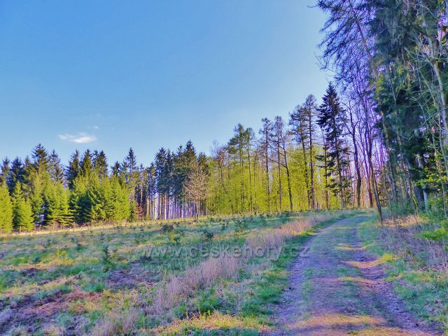 Žamberk - pohled k vrcholu Velkého hájku