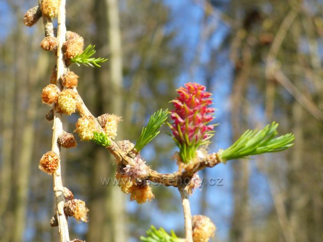 Žamberk - kvetoucí modřín na okraji Velkého hájku