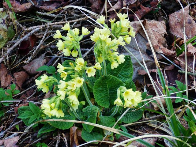 Žamberk - petrklíč na úpatí vrchu Na Veselíčku
