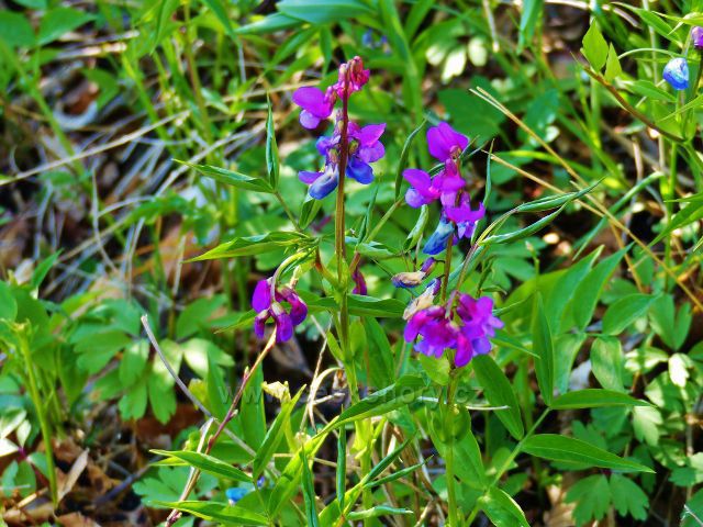 Kunvald - hrachor jarní u silničky z Končin nad Kunvaldem