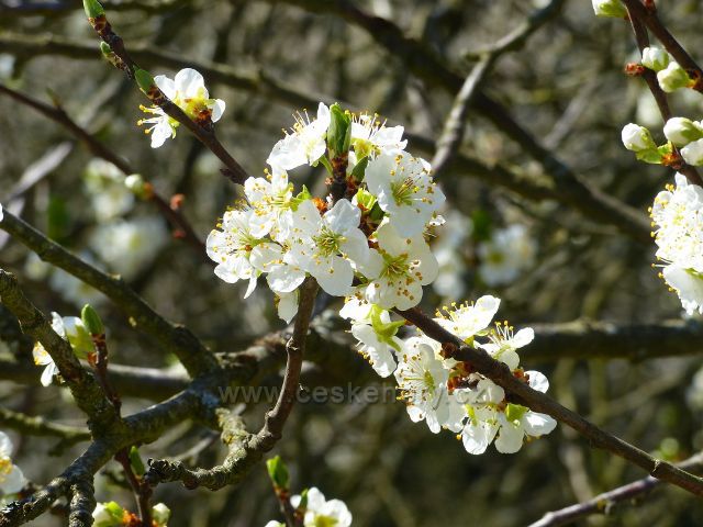 Kunvald - kvetoucí švestky podél silničky ke Keprtovu mlýnu