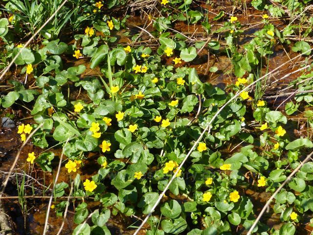 Žamberk - porost blatouchů v záplavové části Dymlovského rybníku