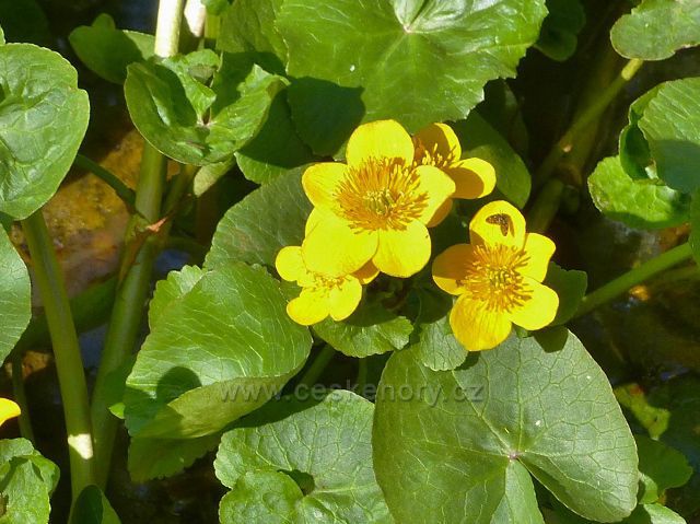 Žamberk - blatouch bahenní v záplavové části Dymlovského rybníku
