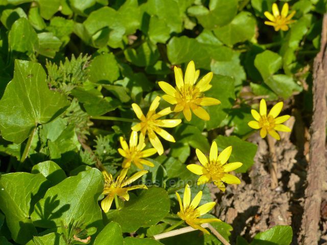 Žamberk - orsej jarní pod hrází Dymlovského rybníku