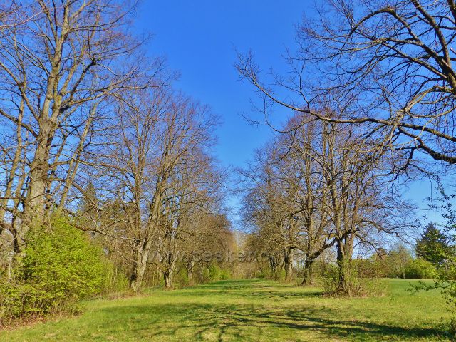 Žamberk - alej Nad Sanatoriem