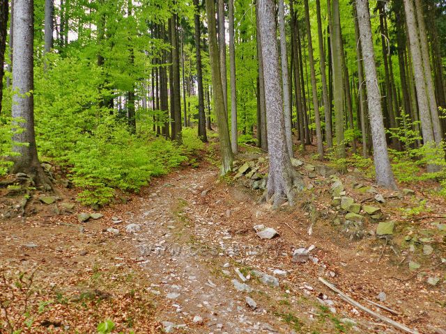 Litice - cesta pod Kletnou překonává značné stoupání