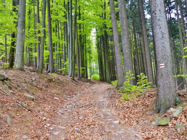 Litice - cesta Dr.Jarkovského pod Kletnou vede po červené TZ