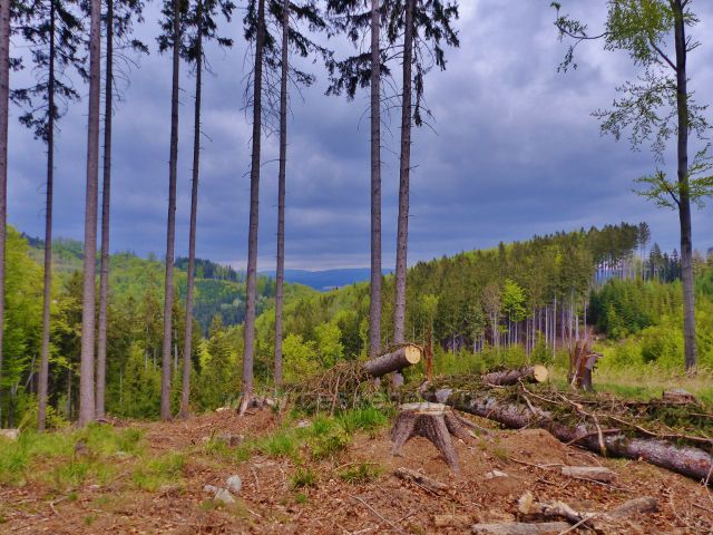 Litice - těžba dřeva otevřela nad cestou k vrcholu Kletné nové výhledové místo. V popředí leží lapáky na kůrovce