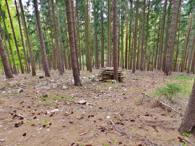 Bohousová - výstupová stezka lesním porostem na vrchol Kletné