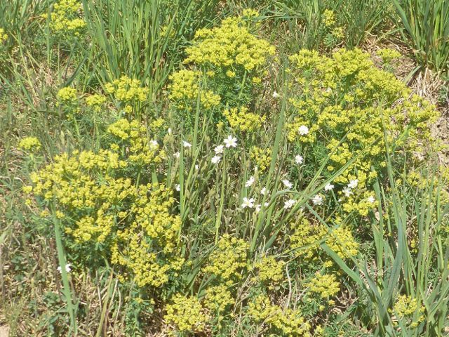 Pryšec chvojka u cesty do České Rybné