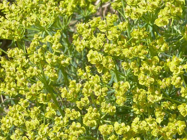 Žlutozelené květy pryšce chvojky u cesty do České Rybné