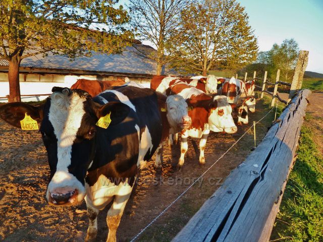 Vlčkovice - odchovna mladého dobytka