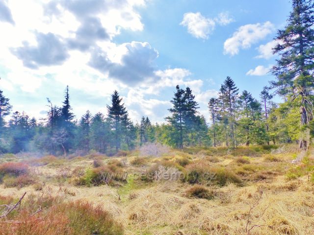 Šerlich - rašeliniště v PR Jelení lázeň je poznamenáno nedostatkem vláhy