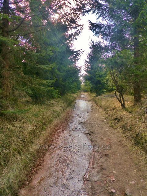 Na stezce k rozhledně na vrcholu Velké Deštné po zelené TZ jsou ještě zledovatělé zbytky sněhu