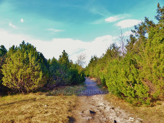 Vyústění cesty po zelené TZ na Velké Deštné pod rozhlednou je lemováno klečí