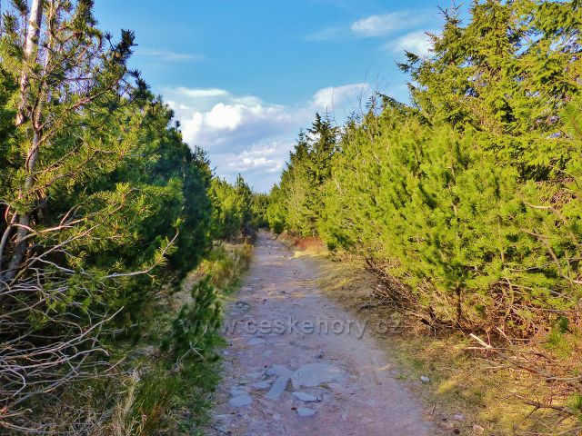 Cesta po zelené TZ od rozhledny Velká Deštná ke srubu HS