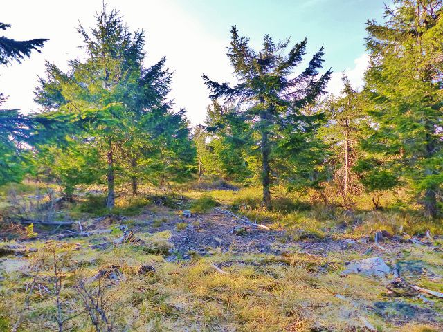 Stezka porostem z vrcholu Malé Deštné k Jiráskovo cestě