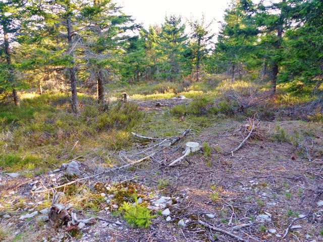 Stezka porostem z vrcholu Malé Deštné k Jiráskově stezce