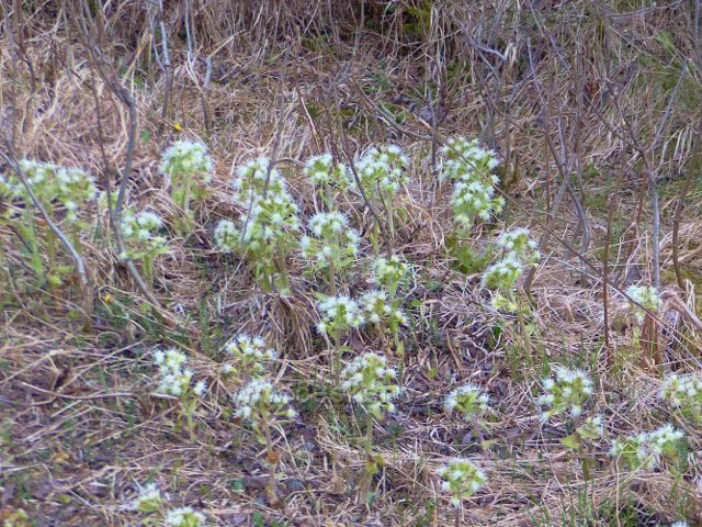 Devětsil u Jiráskovy cesty v Pruském rohu