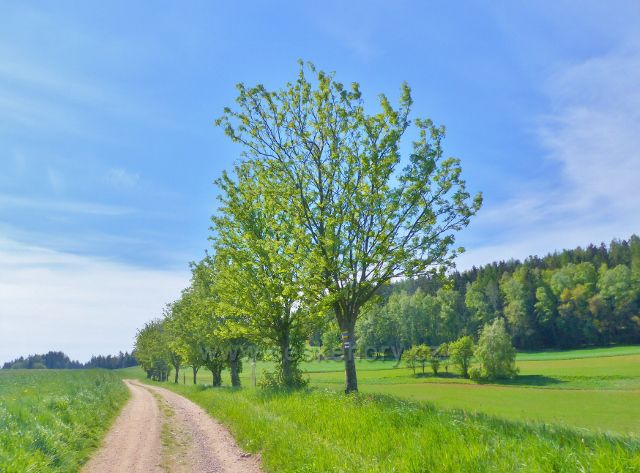 Hejnice - vpravo z křižovatky pod Kozincem odbočuje polní cesta po trase červené TZ na Žampach