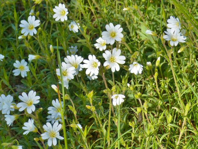 Hejnice - rožec rolní u cesty k Žampachu