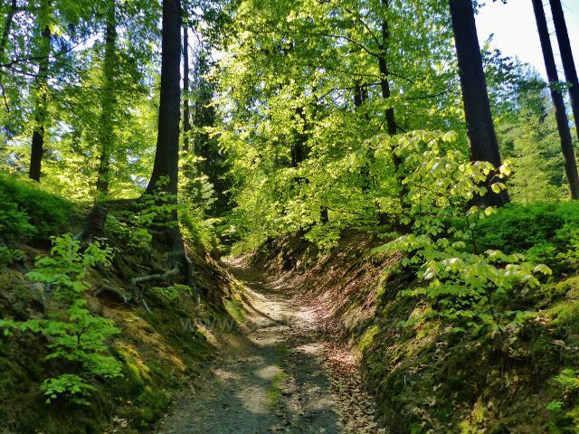 Trasa cesty Dr. Jarkovského po červené TZ na Žampach využívá v řadě případů staré úvozové cesty