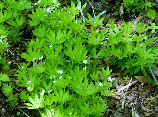 Svízel vonný (mařinka vonná) na úbočí vrchu Žampach