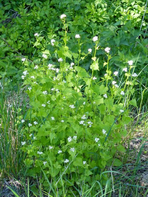 Česnáček lékařský lemuje téměř celou silničku do Písečné