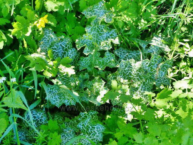 Mramorované listy patří léčivce ostropestřec mariánský.Tento byl objeven u silničky do Písečné