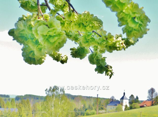 Křídlaté nažky jilmu habrolistého